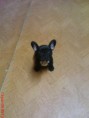 /album/tinka/dsc00916-jpg/