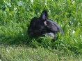 /album/tinka/dsc01018-jpg/